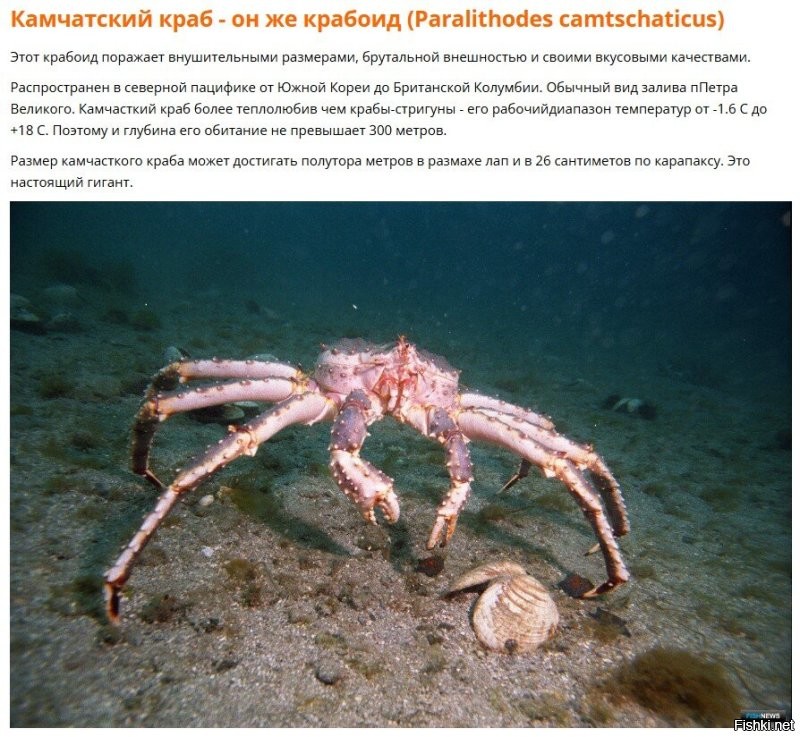 Не обязательно серые. Из любопытства почитал про крабов в Японском море. Вот что нашел: