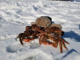 Ну вот свежачок. Сейчас там самый клёв.