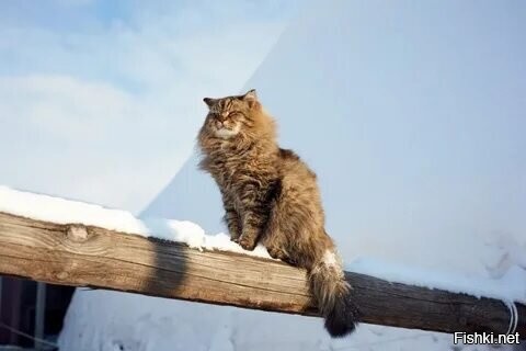 Солянка от 21.02.2026