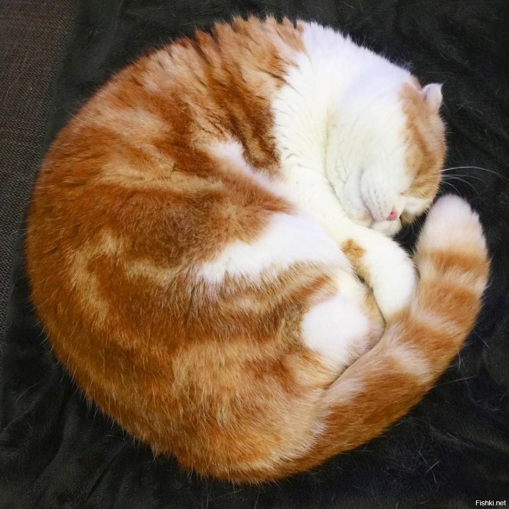 Солянка от 21.02.2026