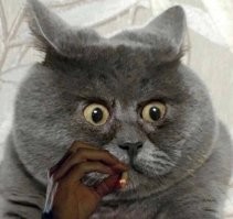 Милые котейки