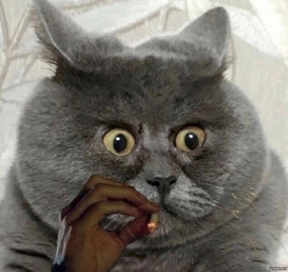 Милые котейки