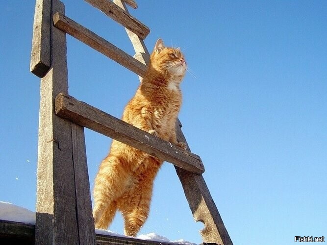 У нас - да ! )