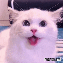 Огромный кот, которого хочется обнимать