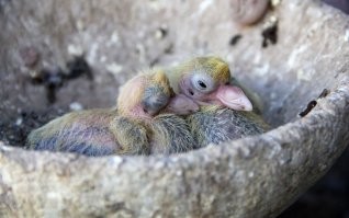 А как же птенцы голубей?