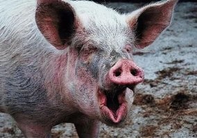 ТЦКашник наверное. Боров вон какой...