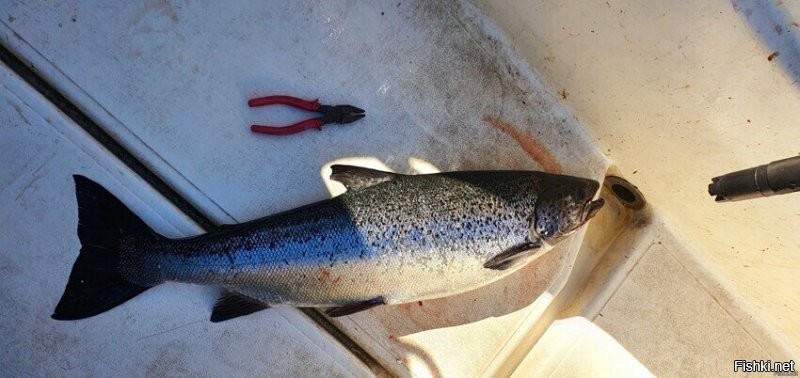 Солянка от 21.02.2026