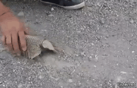 Просто чудо природы.