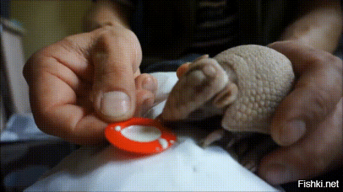 Просто чудо природы.