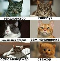 Весëлые картинки