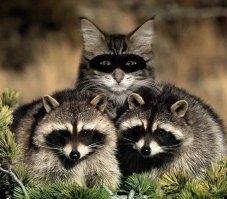 Замаскировался.