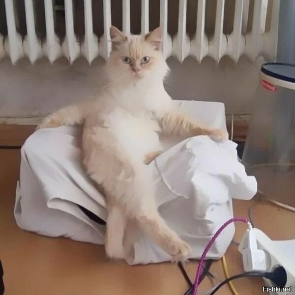 Милые котейки