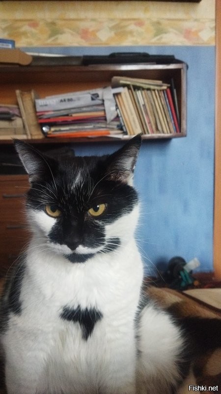 А вот мой разбойник , брат наверное ))