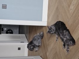 Несколько дней назад на фишках на меня накинулись, мол, в многоквартирных домах животных держать не надо. Идиоты черствые. Но и собачникам говно по пакетам убирать не мешало бы. Это наш монохромный контактный зоопарк