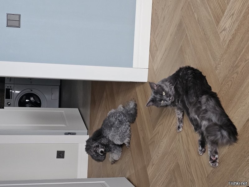 Несколько дней назад на фишках на меня накинулись, мол, в многоквартирных домах животных держать не надо. Идиоты черствые. Но и собачникам говно по пакетам убирать не мешало бы. Это наш монохромный контактный зоопарк