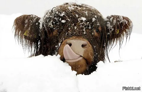 С утра празднуют