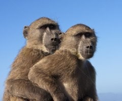 Заднеприводные "братья"...