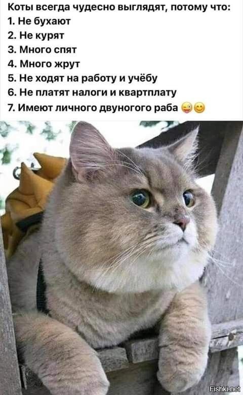 Коты харизмой берут )