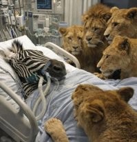 27 примеров невероятной дружбы животных, от которой мир становится добрее
