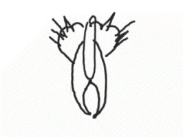 Весëлые картинки