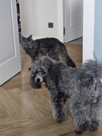 Парень в шоке: как можно жить без животных?