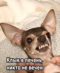 Собака бросилась "вызволять" хозяина во время турнира по джиу-джитсу