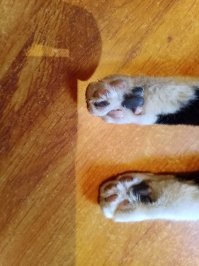 Кто что скажет про моего?