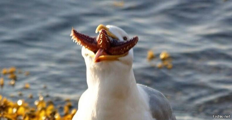 например фаршированная чаечка