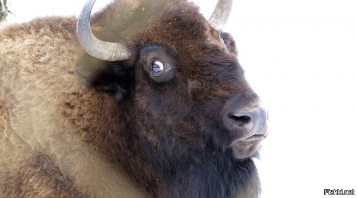 А че я то сразу.
Заведи камень и рассказывай камню.