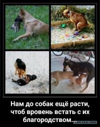 Курьера «Додо Пиццы» уволили после того, как он укрыл пледом бездомную собаку в −20 градусов