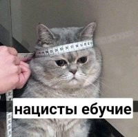 Крик недовольной совы