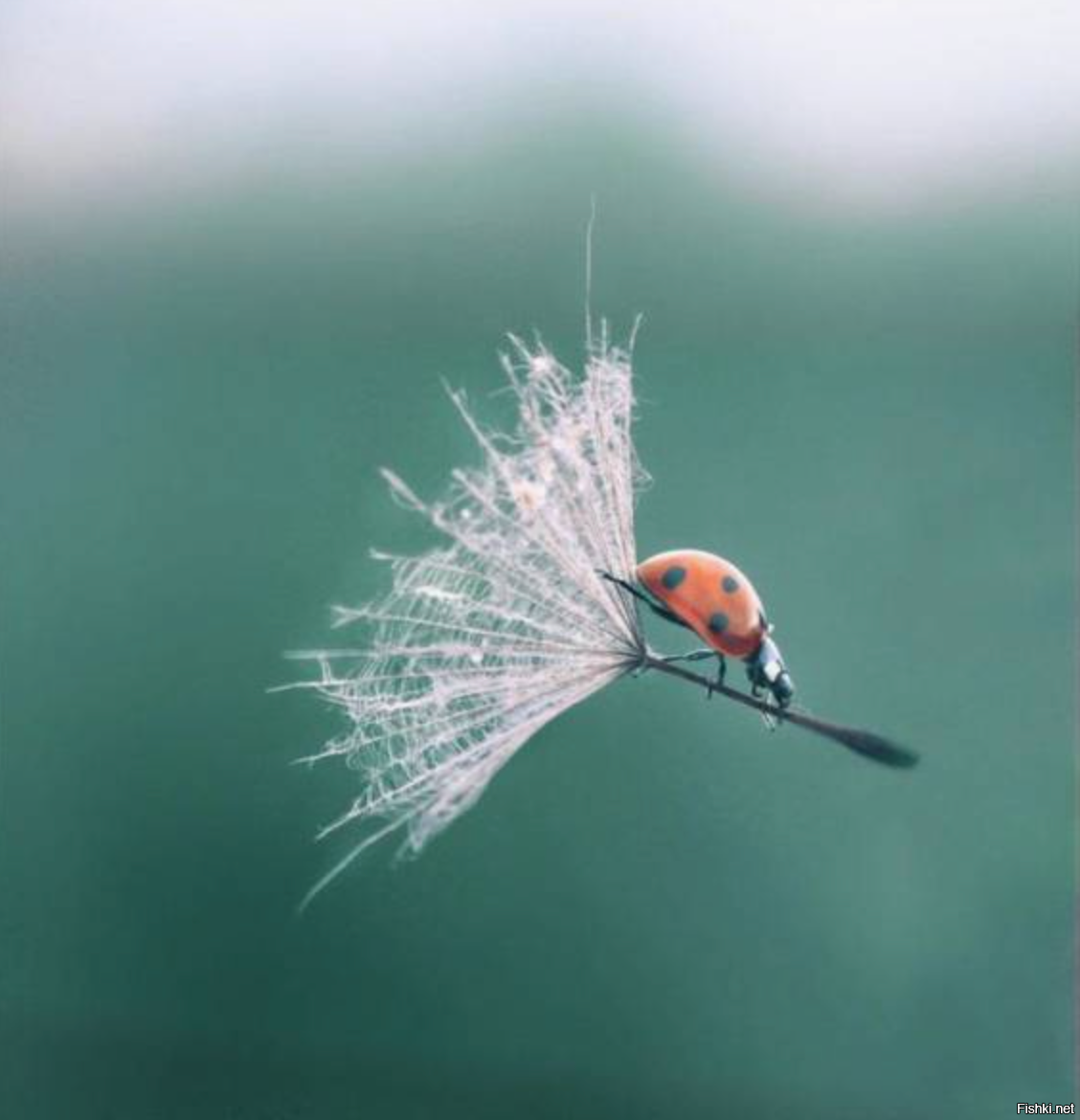 Солянка от 26.02.2026