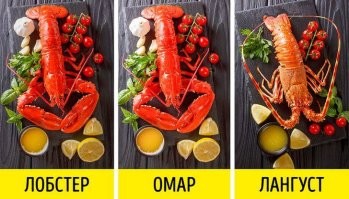 Похвастался уловом — получил удар: гигантский лобстер «отомстил» рыбаку
