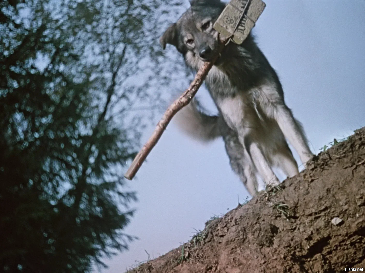 Собака неприятно удивила жителей китайского города