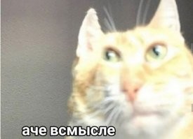 Кошка потеряла свою новую игрушку