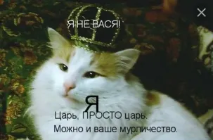 В Турции существует совершенно особый культ кошек, выделяющий эту страну на фоне остальных.