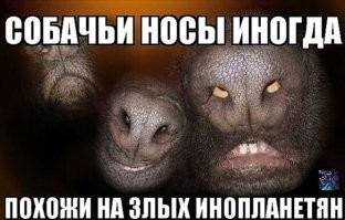 30 порций радости, которую пёсели способны подарить, просто делая свои собачьи дела