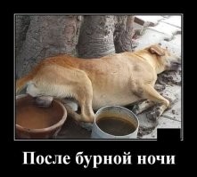 30 порций радости, которую пёсели способны подарить, просто делая свои собачьи дела