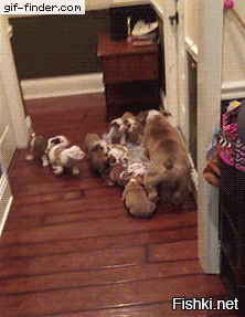 30 порций радости, которую пёсели способны подарить, просто делая свои собачьи дела