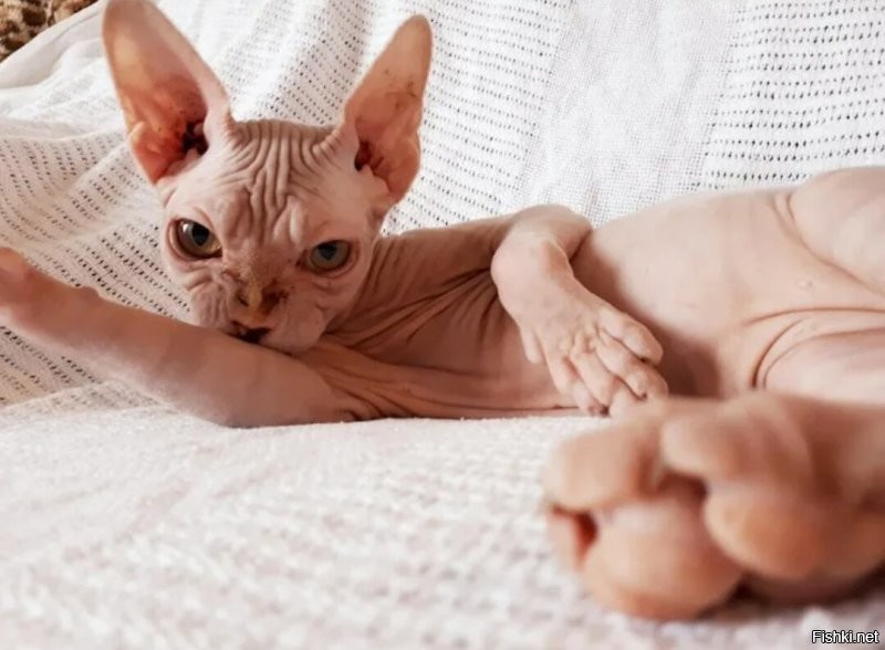 Побрей киску.