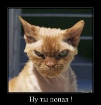 Весëлые картинки