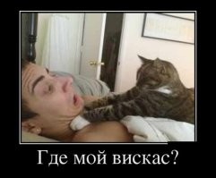 Весëлые картинки