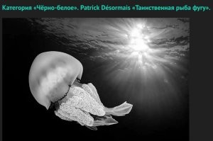 Я, конечно, не ихтиолог, но, по-моему, это не фугу.