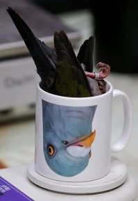 30 случайных снимков птиц, которые украдут ваши сердца