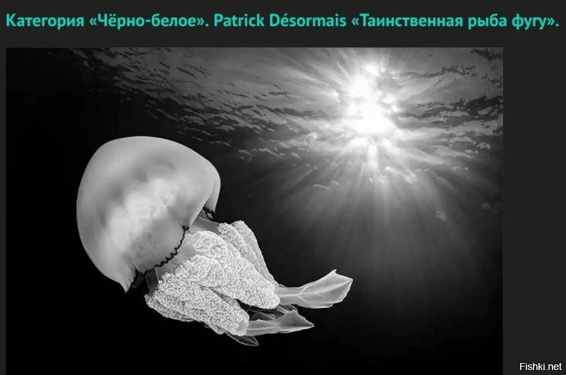 Я, конечно, не ихтиолог, но, по-моему, это не фугу.
