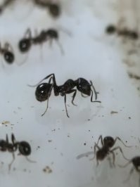 Секрет российского паспорта