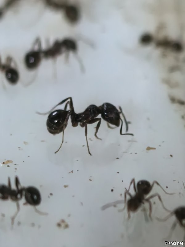 Секрет российского паспорта