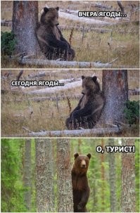 Сноубордисты наткнулись на разъяренную медведицу в Красной поляне