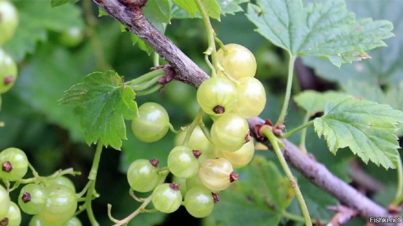 Зелёная красная смородина вкусней,так же как и зелёный крыжовник и слива и много еще чего)))))))