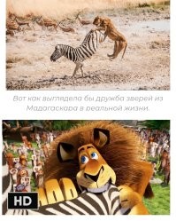 Зебры: не бегут от льва, а дают бой!